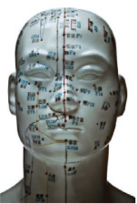 Acupuncture model head
